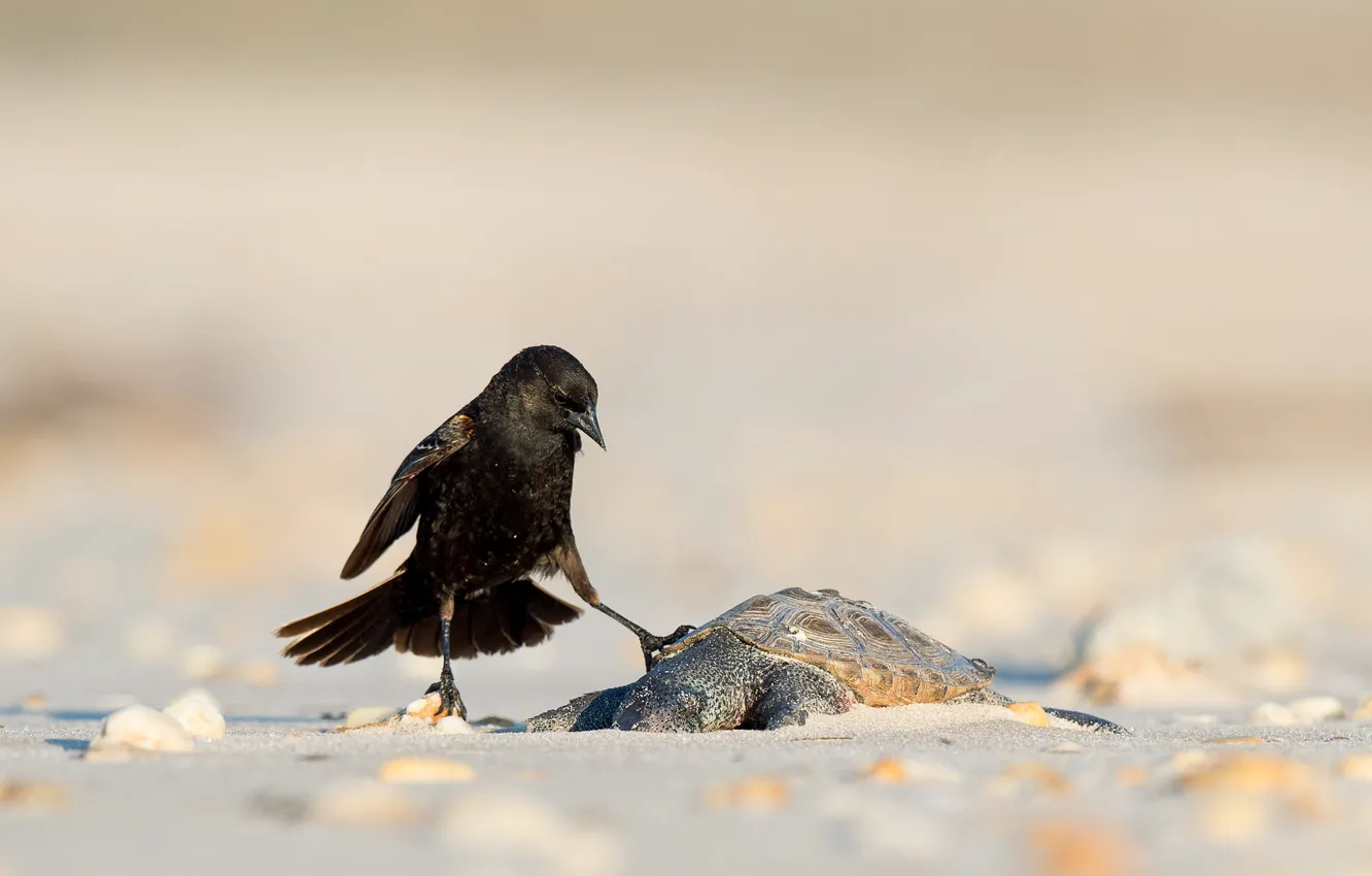 Фото обои death, blackbird, wildlife, turtle, wake up, diamondback terrapin, interaction