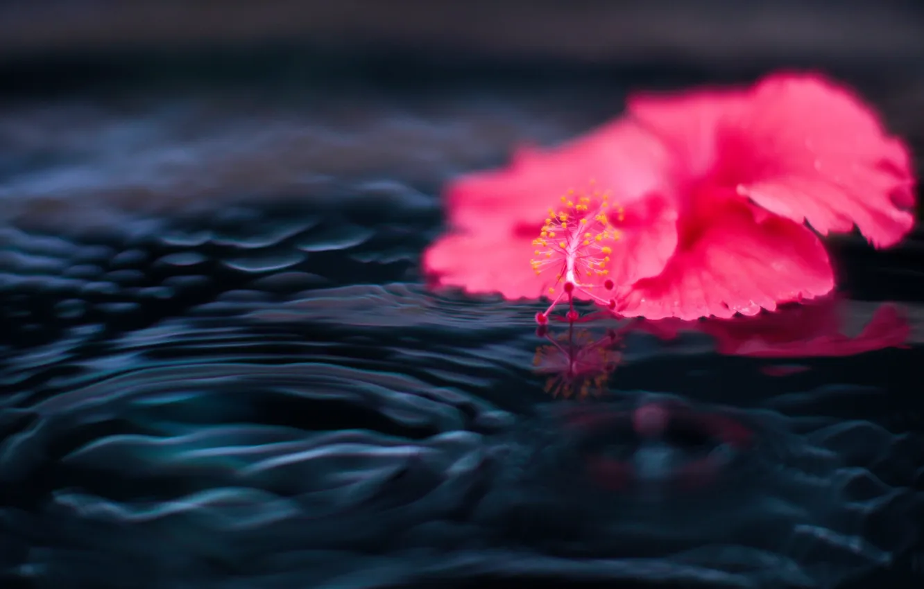Фото обои Flower, Water, Rain, RED, Drop
