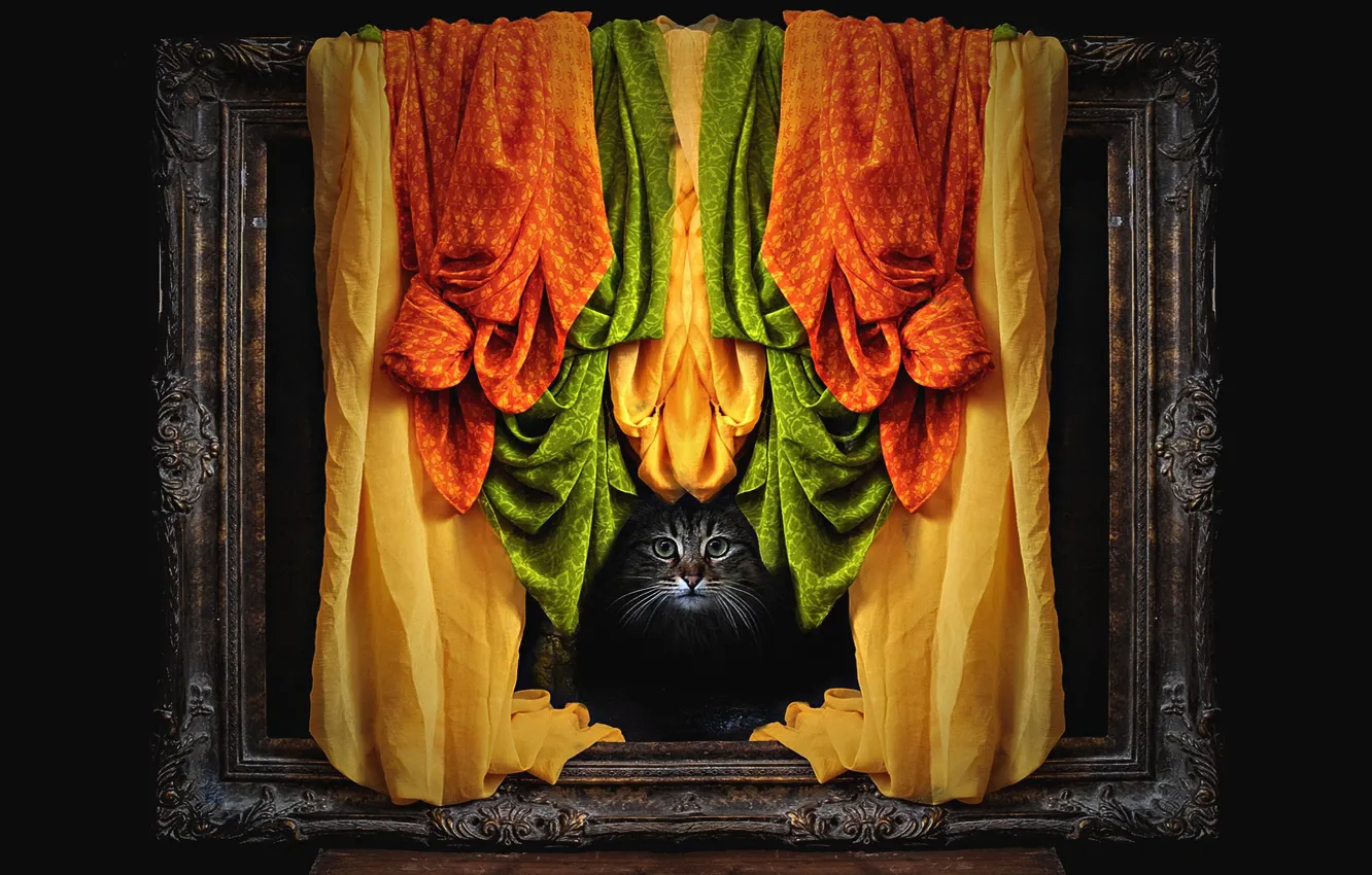 Фото обои кошка, кот, взгляд, морда, серый, рама, фотошоп, оранжевая