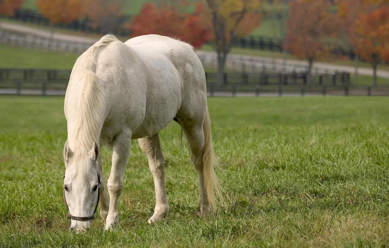 Фото обои лето, белая лошадь, ест траву, white horse