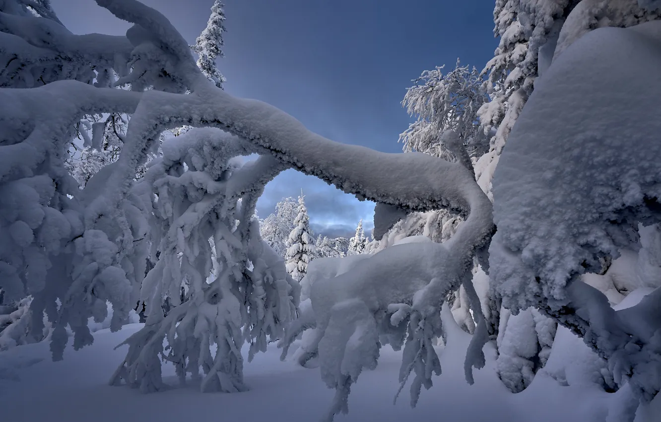 Фото обои зима, снег, деревья, ветки, природа, Межин Сергей
