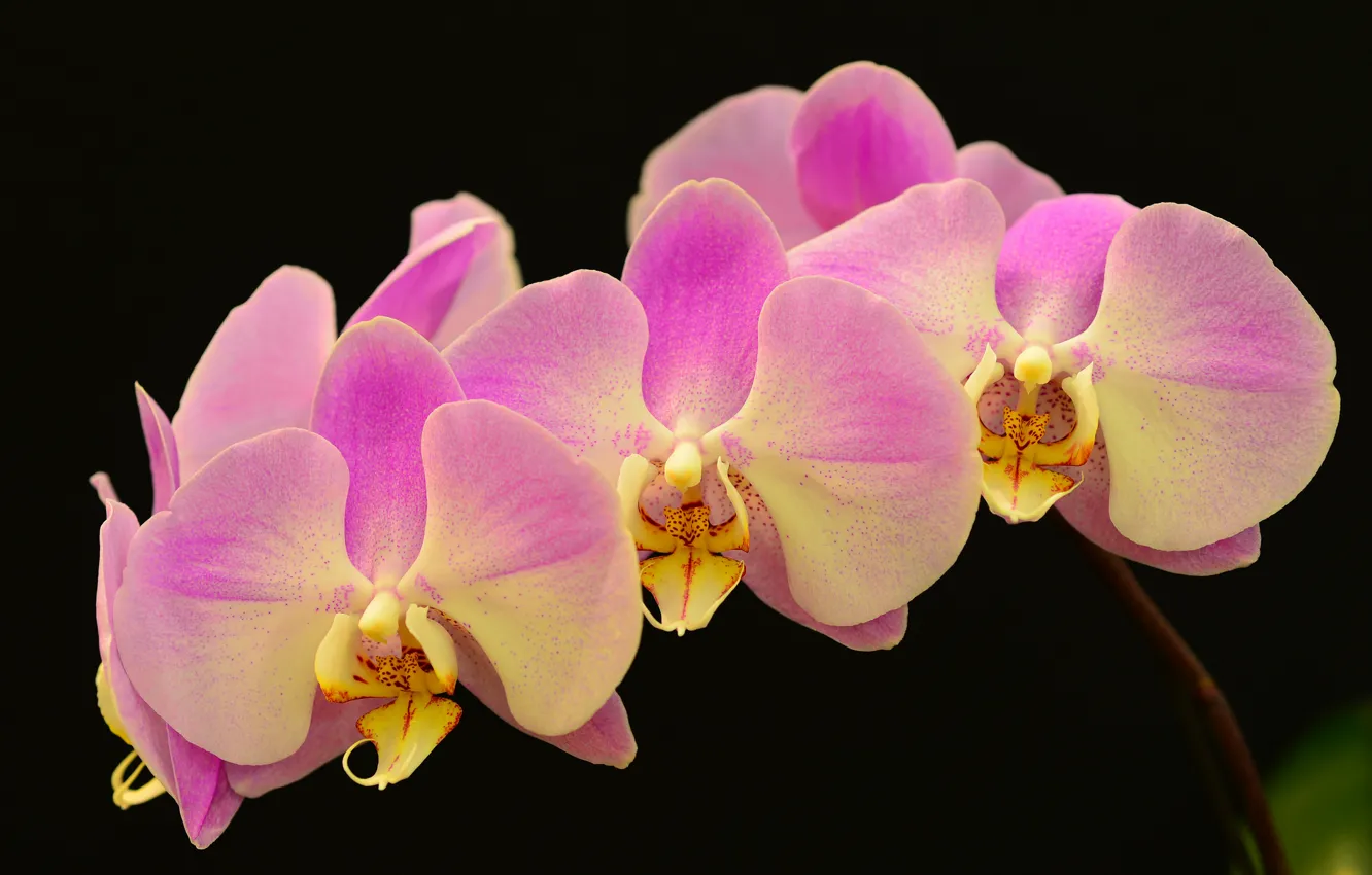 Фото обои макро, фон, ветка, лепестки, орхидея
