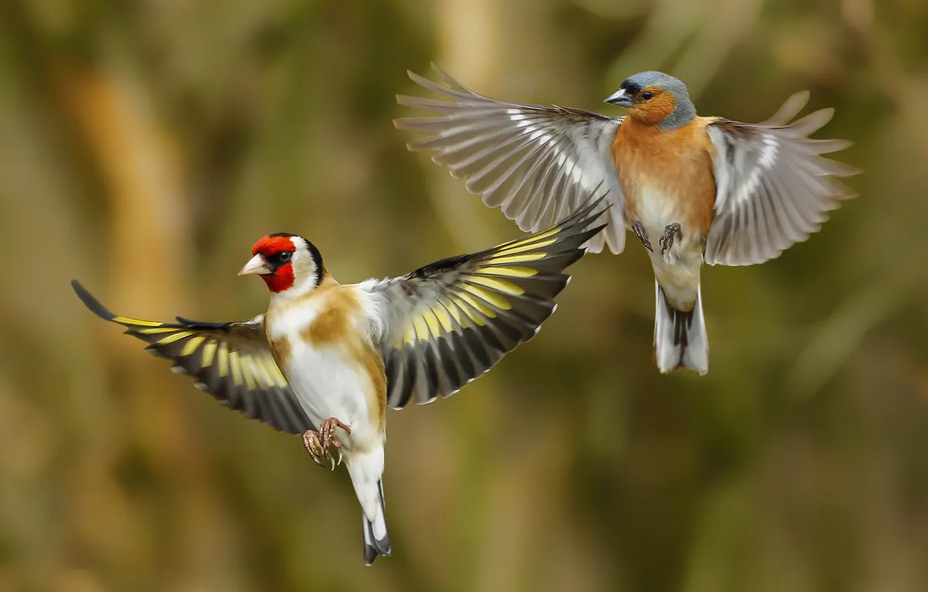 Фото обои птицы, крылья, щегол, зяблик