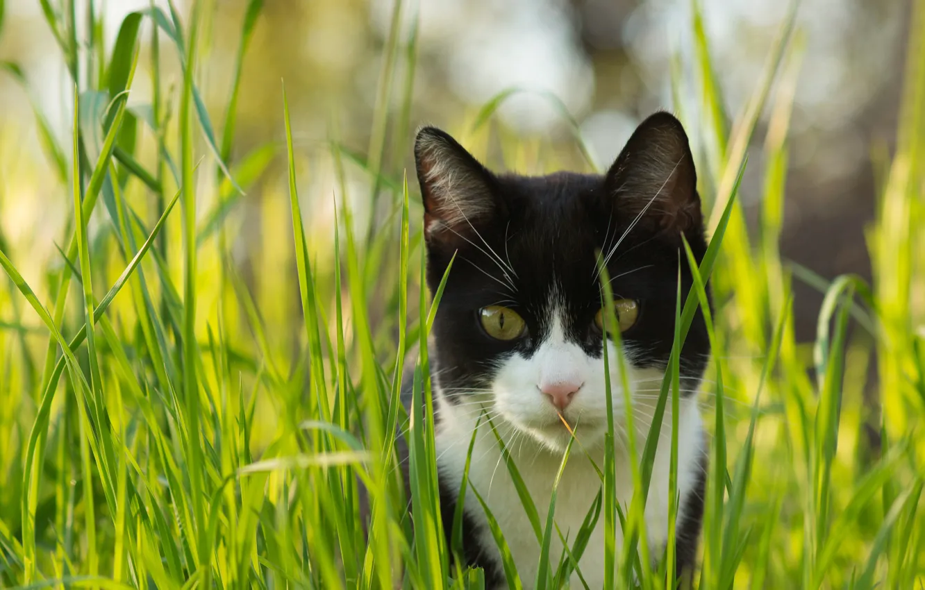 Фото обои кошка, трава, кот, взгляд, черно-белый