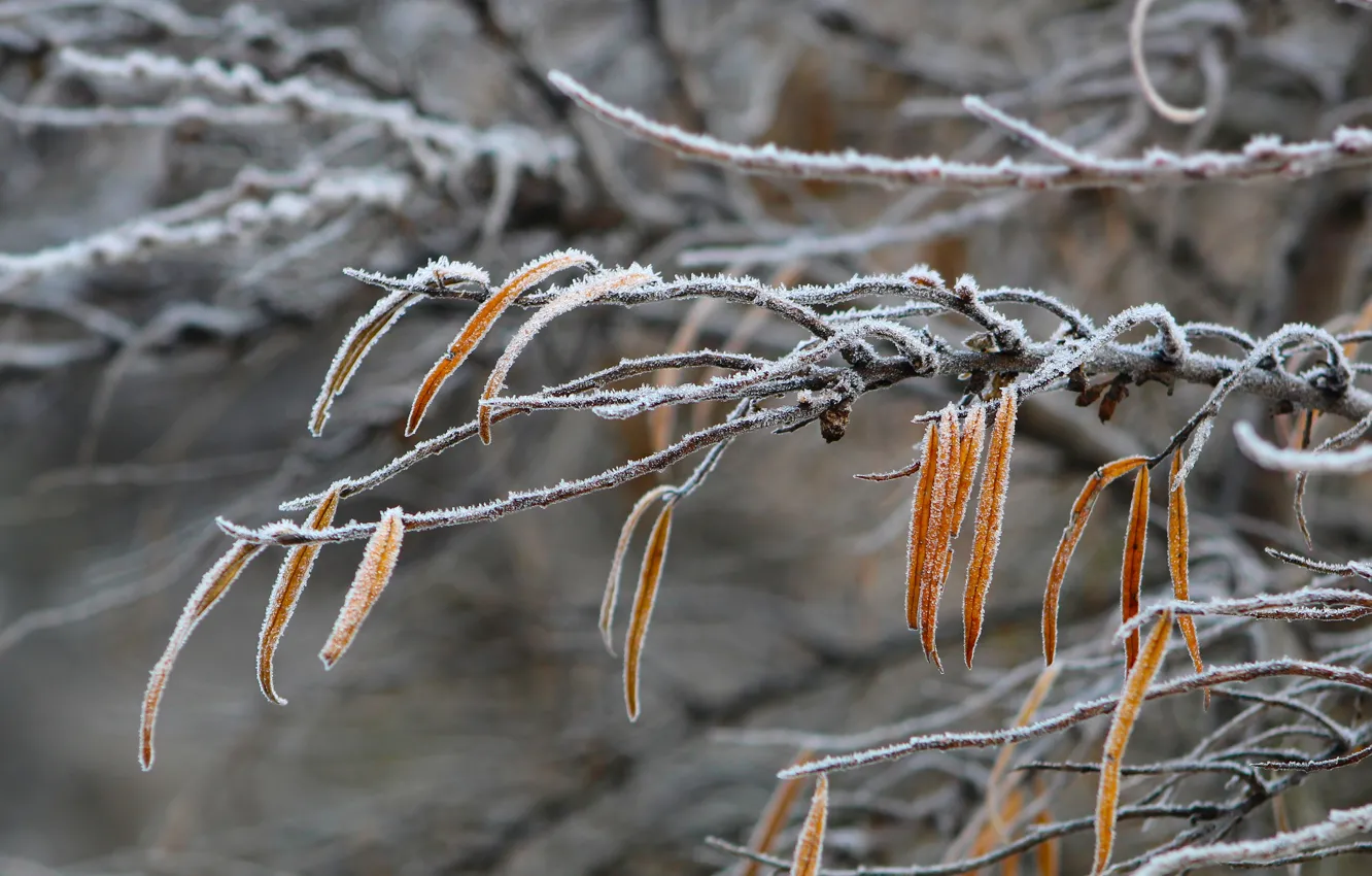 Фото обои snow, leaf, frost, dry, tre