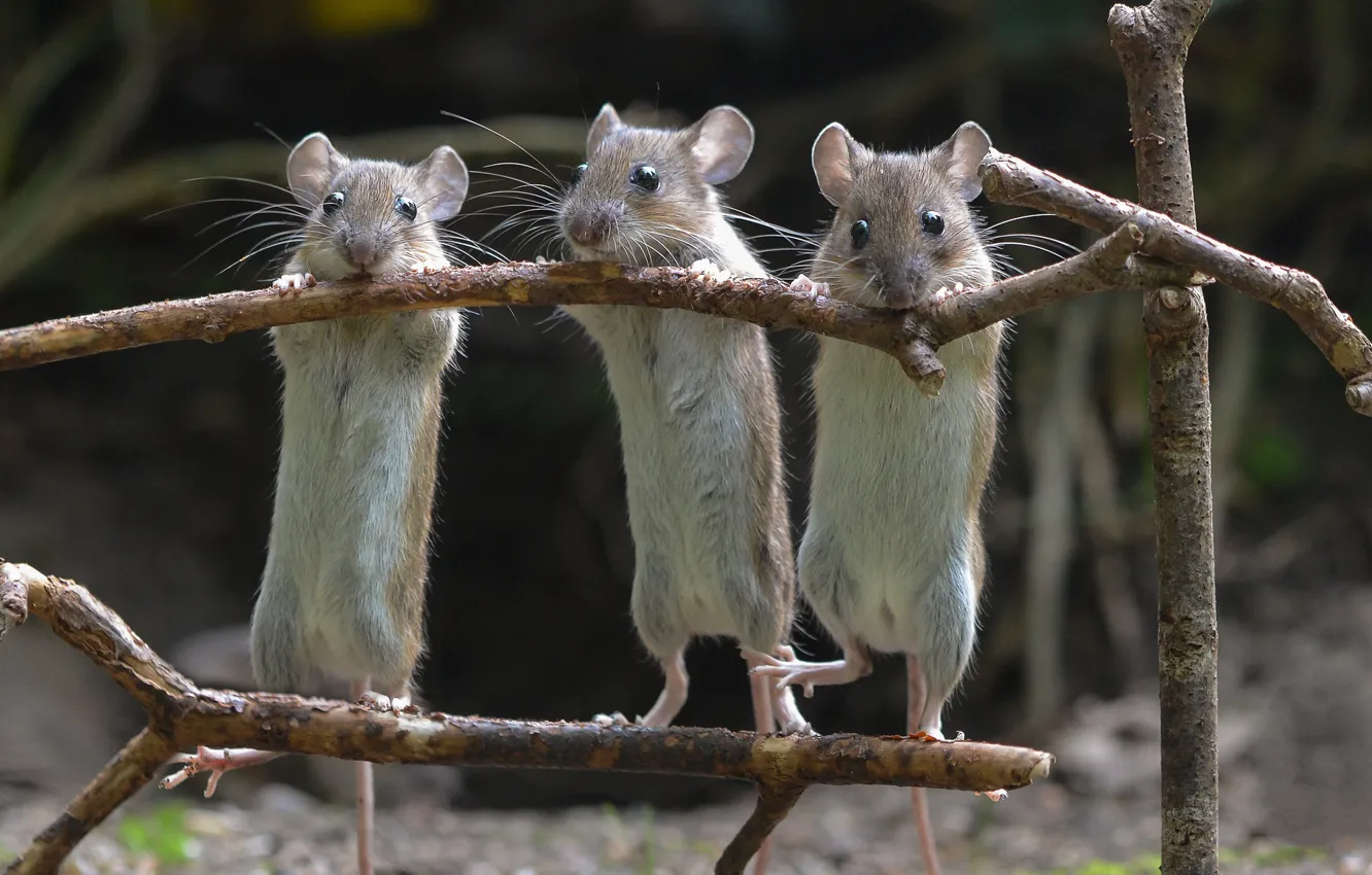 Фото обои мыши, трио, троица