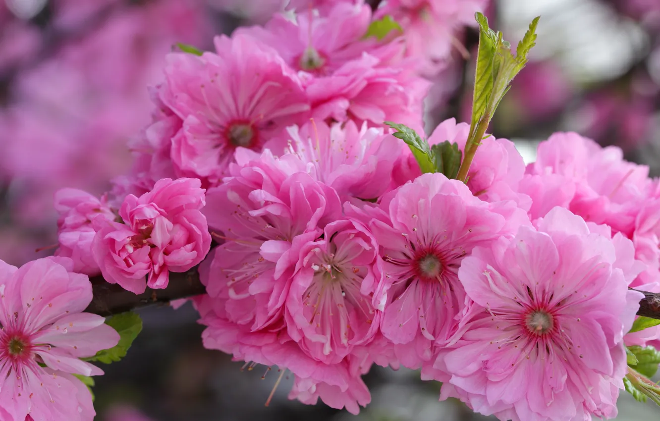 Фото обои цветы, розовые, цветение