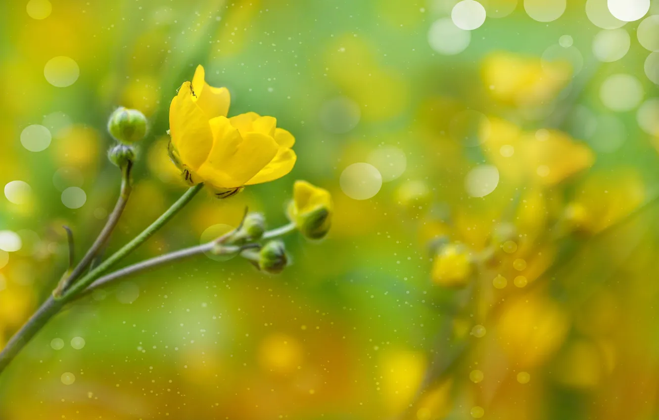 Фото обои Боке, Желтый цветок, Yellow flower