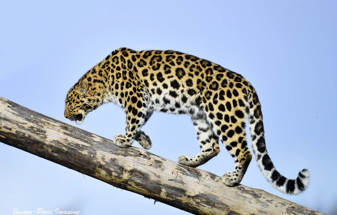 Фото обои небо, хищник, профиль, бревно, дикая кошка, амурский леопард