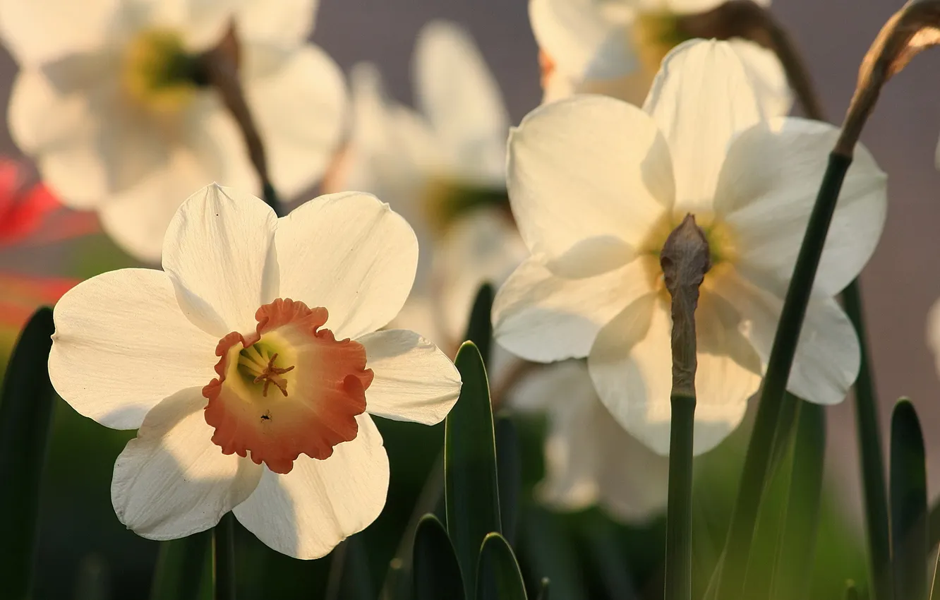 Фото обои flower, garden, Daffodils