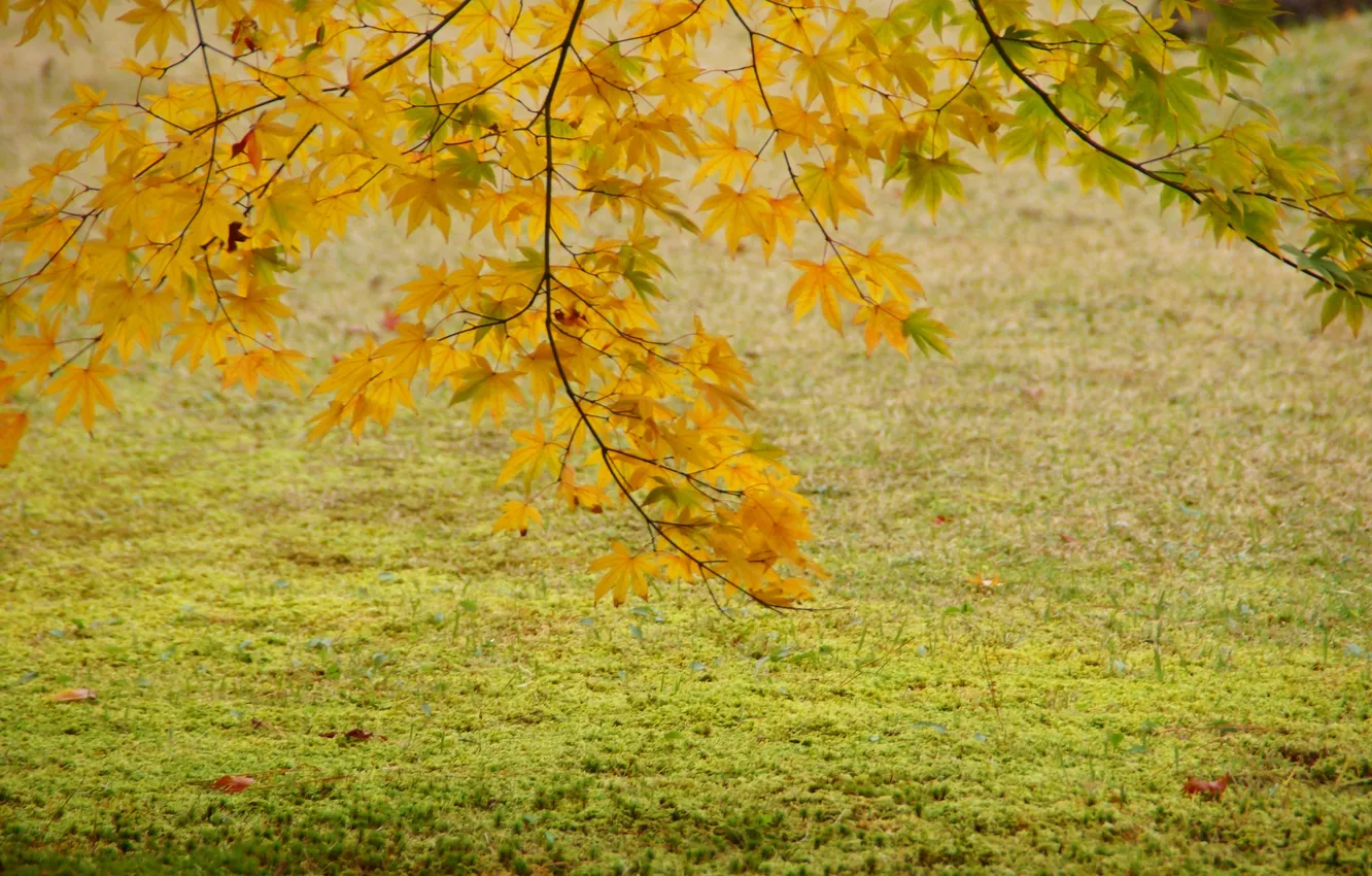 Фото обои осень, листья, дерево, желтые, клен