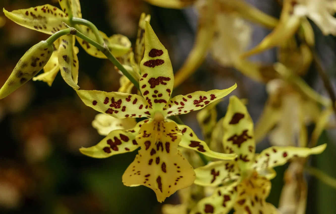 Фото обои макро, лепестки, орхидеи, пестрый