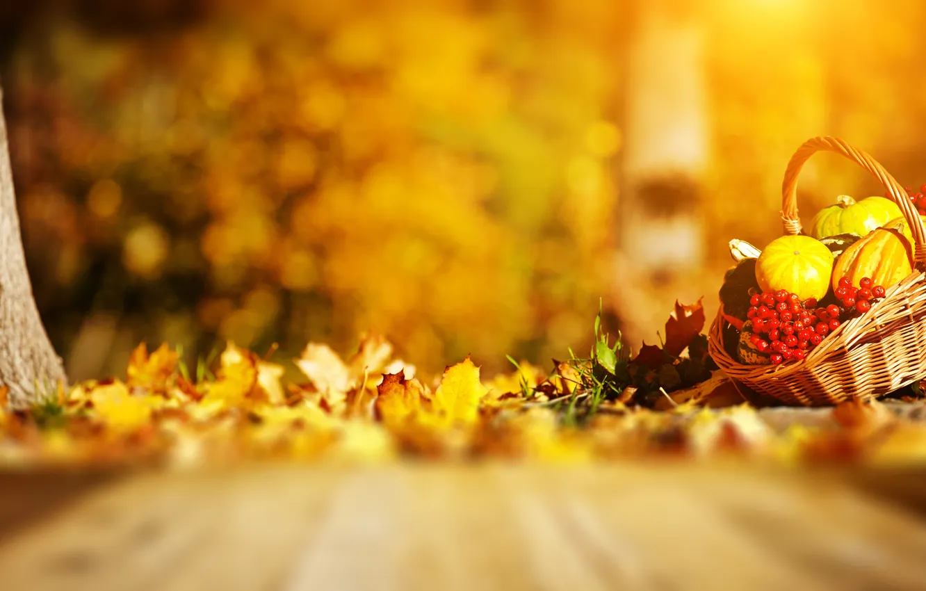 Фото обои осень, тыквы, травка, корзинка, листики, рябина