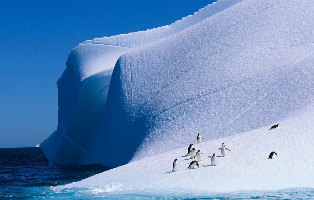 Фото обои лед, море, небо, снег, пингвины, айсберг, антарктика