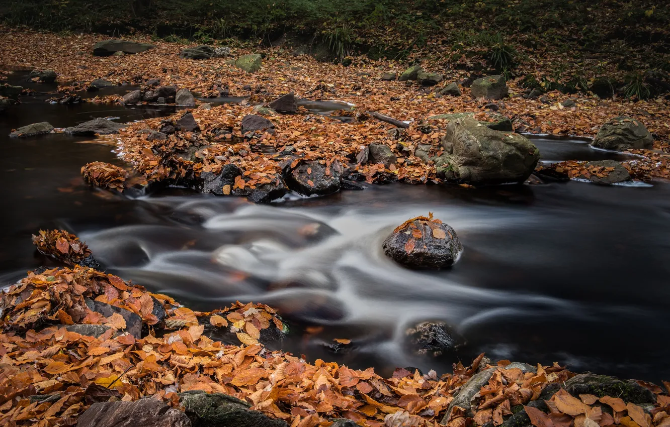 Фото обои осень, листья, река