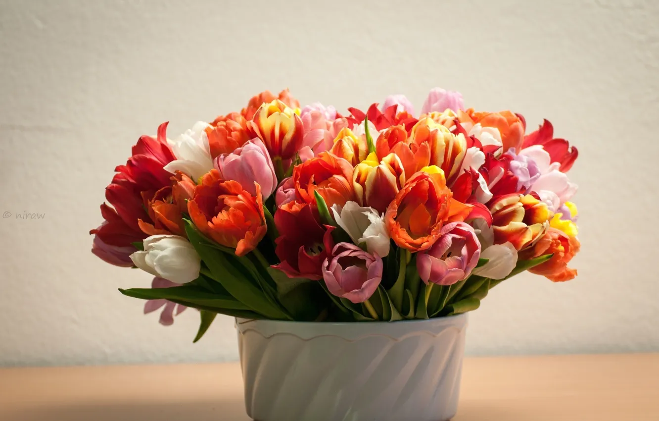 Фото обои цветы, тюльпаны, бутоны