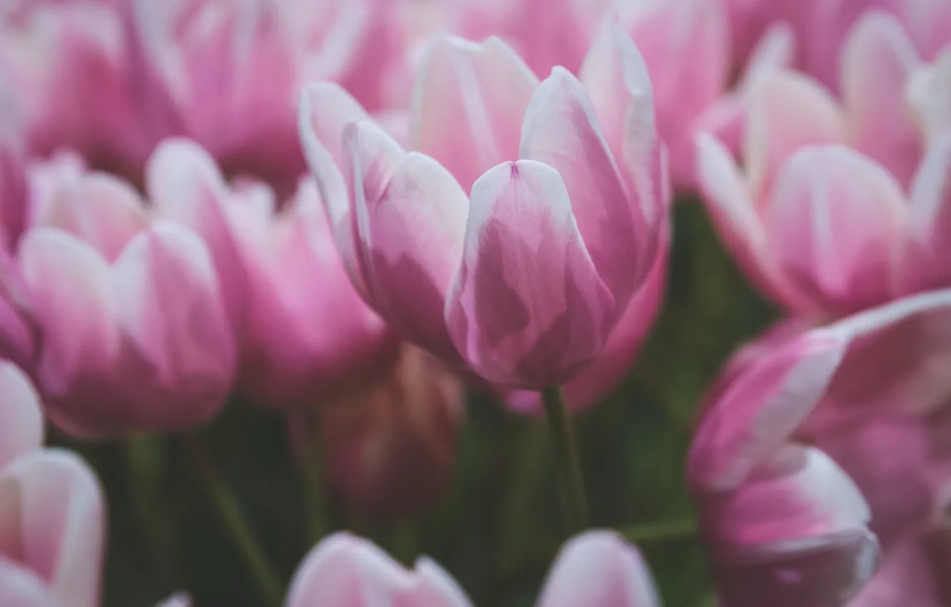 Фото обои цветы, лепестки, тюльпаны, розовые