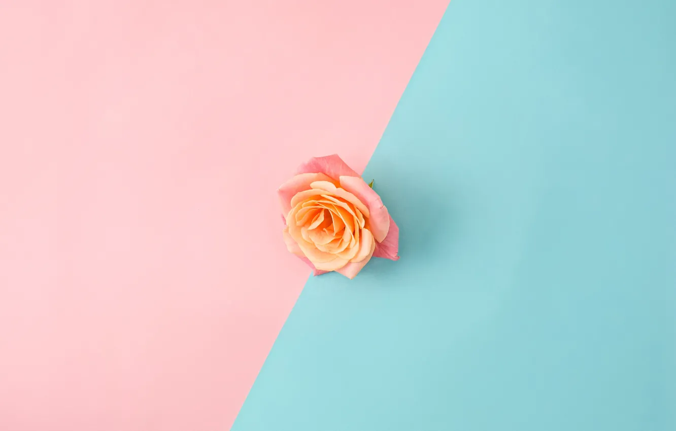 Фото обои фон, розовый, голубой, роза, бутон