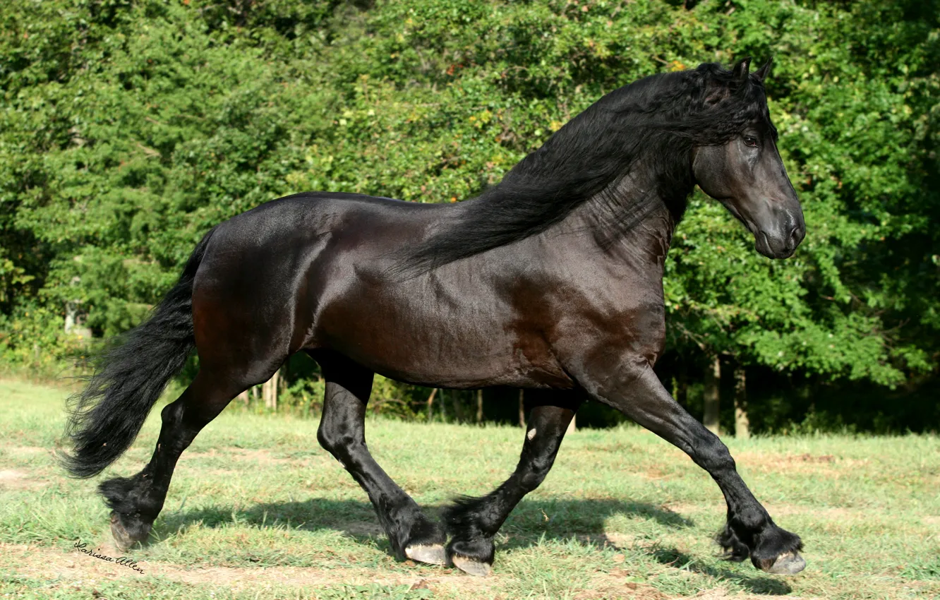 Фото обои green, black, nature, beauty, horses, animal, eye