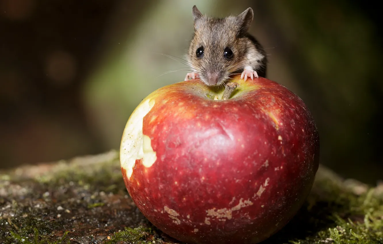 Фото обои природа, яблоко, мышка