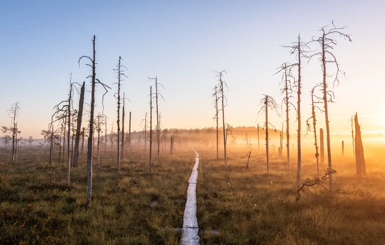 Фото обои Finland, Land Of The Dead, Patvinsuo National Park