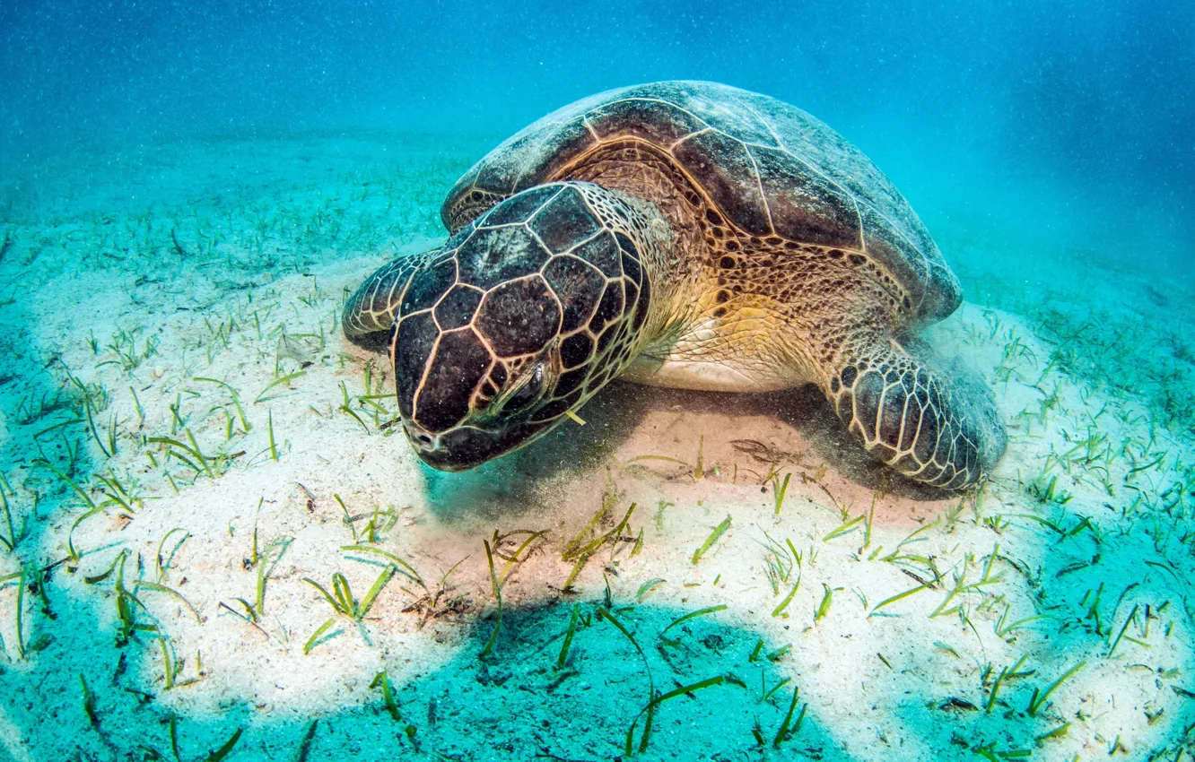 Фото обои синева, черепаха, дно, подводный мир, под водой