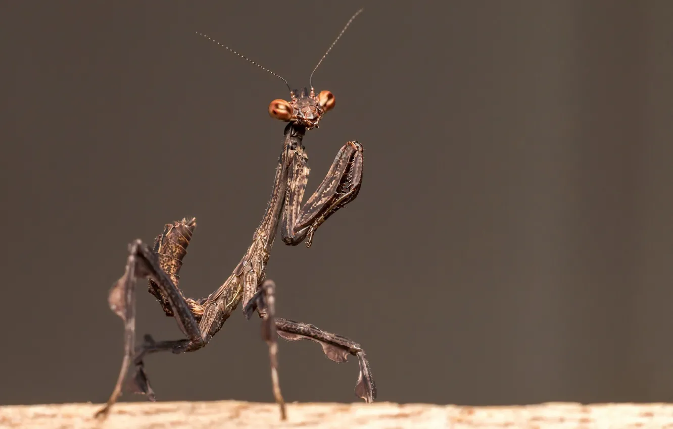 Фото обои природа, насекомое, Praying mantis