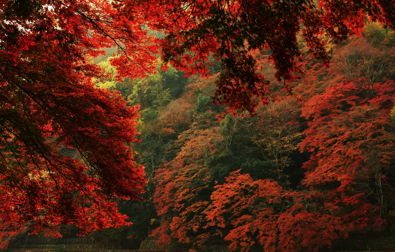 Фото обои осень, листья, деревья, природа, вид