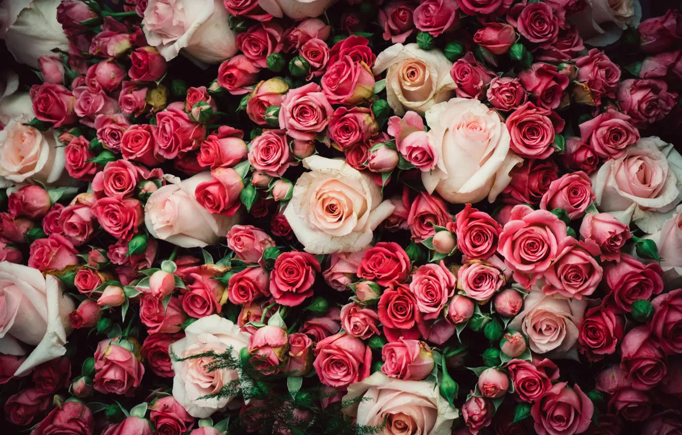 Фото обои розы, букет, розовые, бутоны, много, букеты