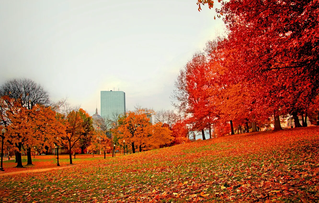 Фото обои осень, парк, листва, США, Бостон, trees, Boston, park