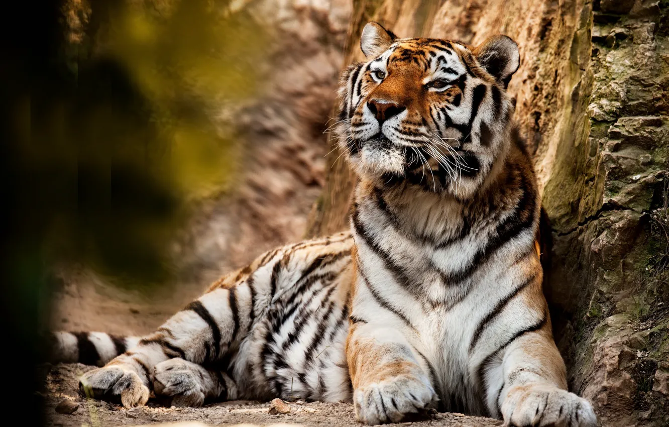 Фото обои тигр, хищник, большая кошка, animal