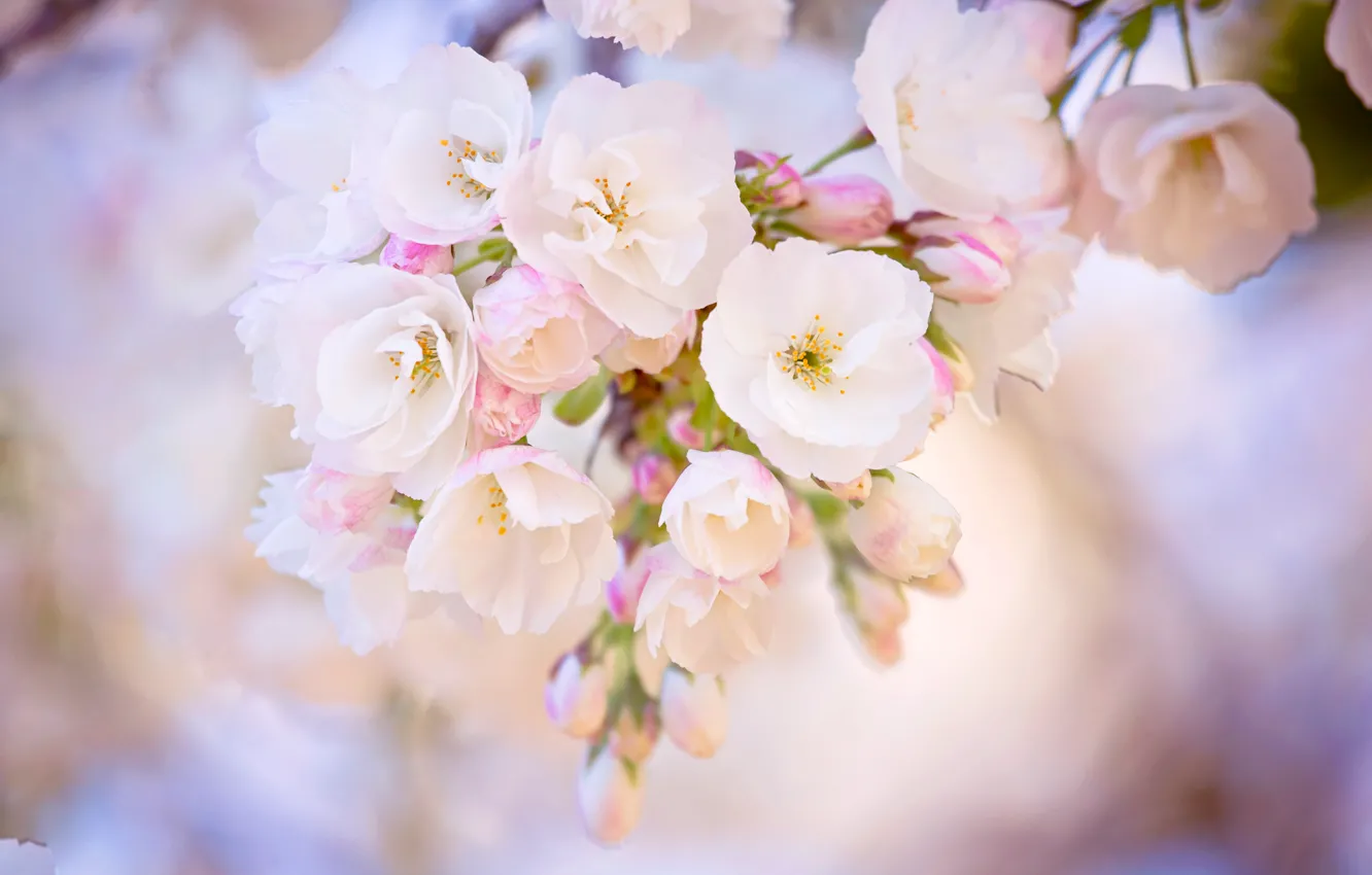 Фото обои макро, вишня, розовый, ветка, весна, размытость, сакура, цветение