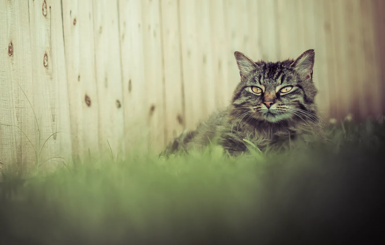 Фото обои трава, кот, серый, забор, пушистый