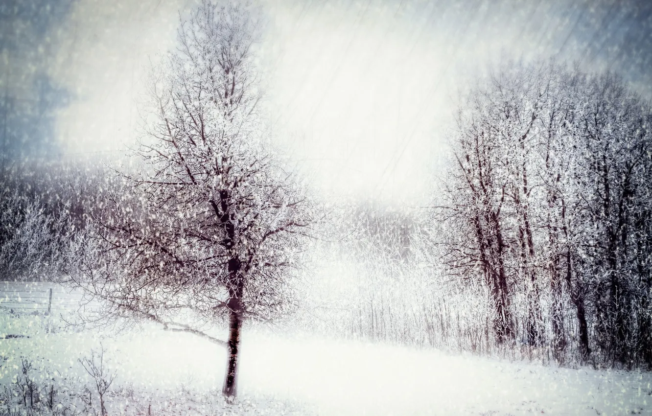 Фото обои зима, природа, стиль