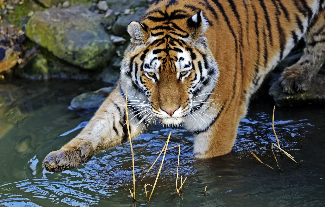 Фото обои кошка, вода, тигр, купание, амурский