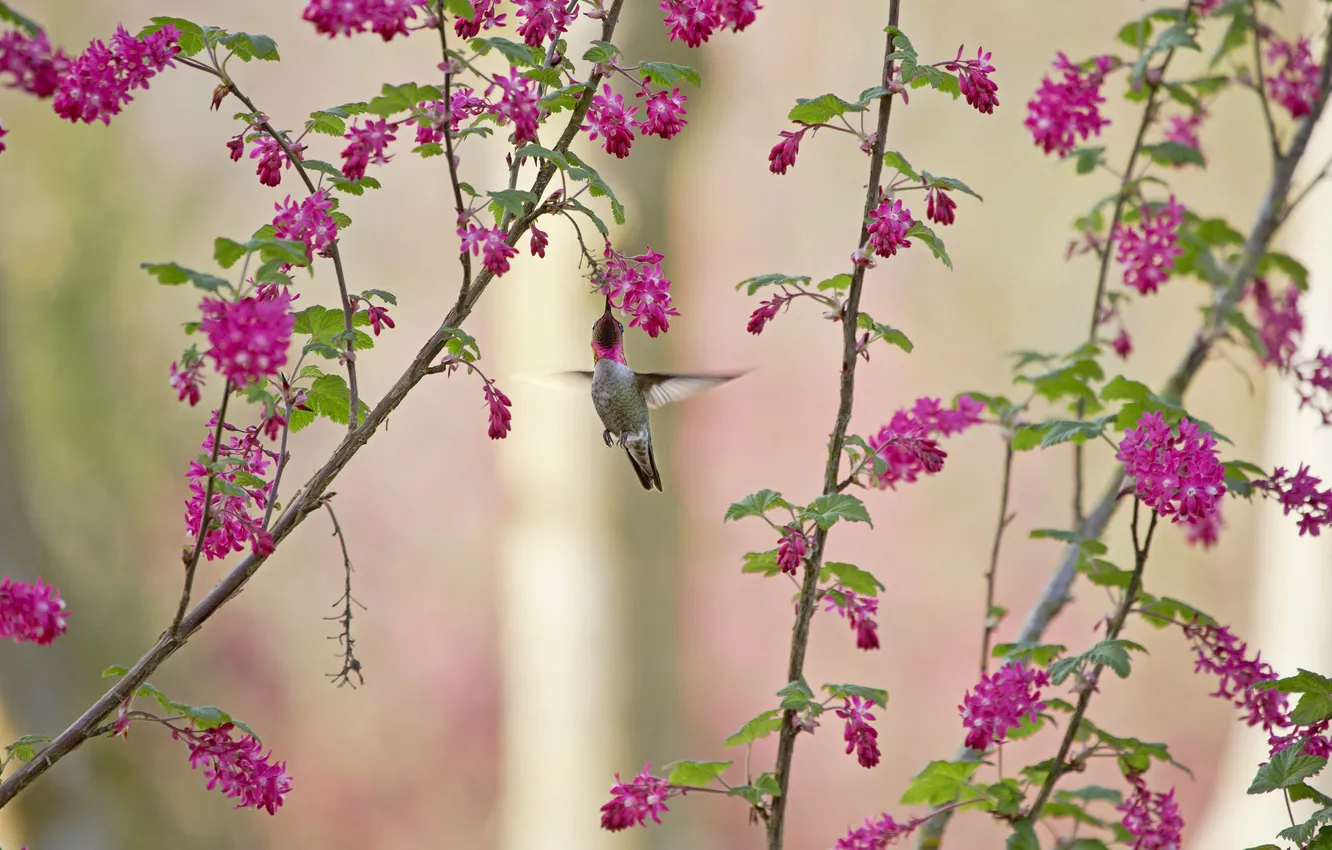 Фото обои цветы, ветки, колибри, птичка