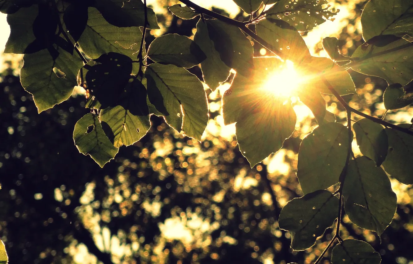 Фото обои листья, солнце, лучи, закат, листва, боке