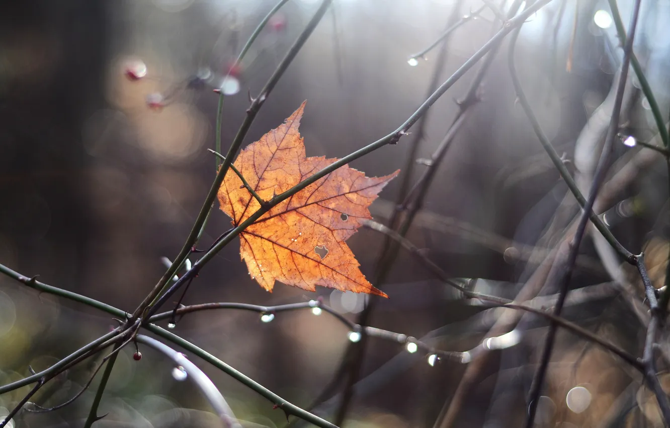Фото обои осень, макро, ветки, лист, блики