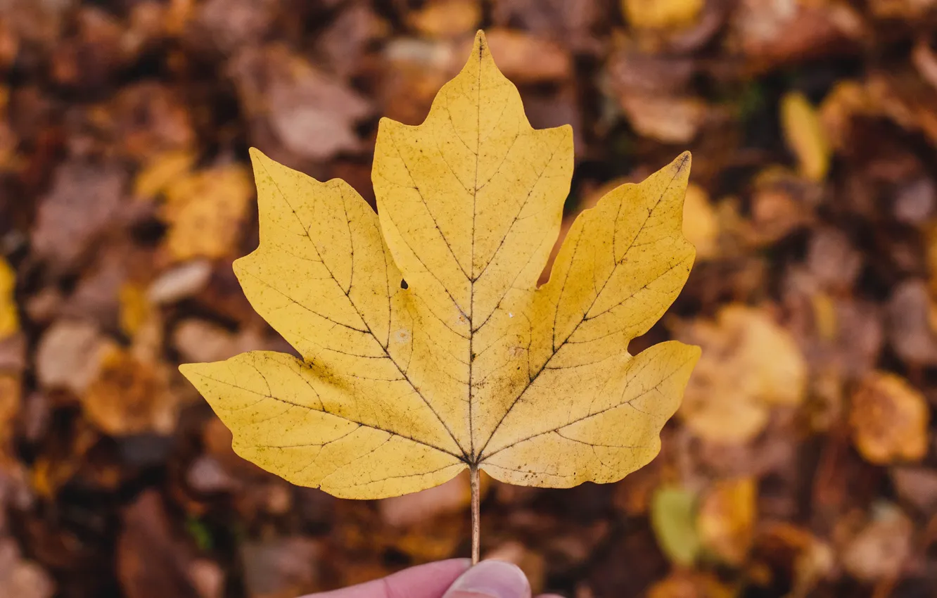 Фото обои осень, макро, природа, лист, боке, кленовый