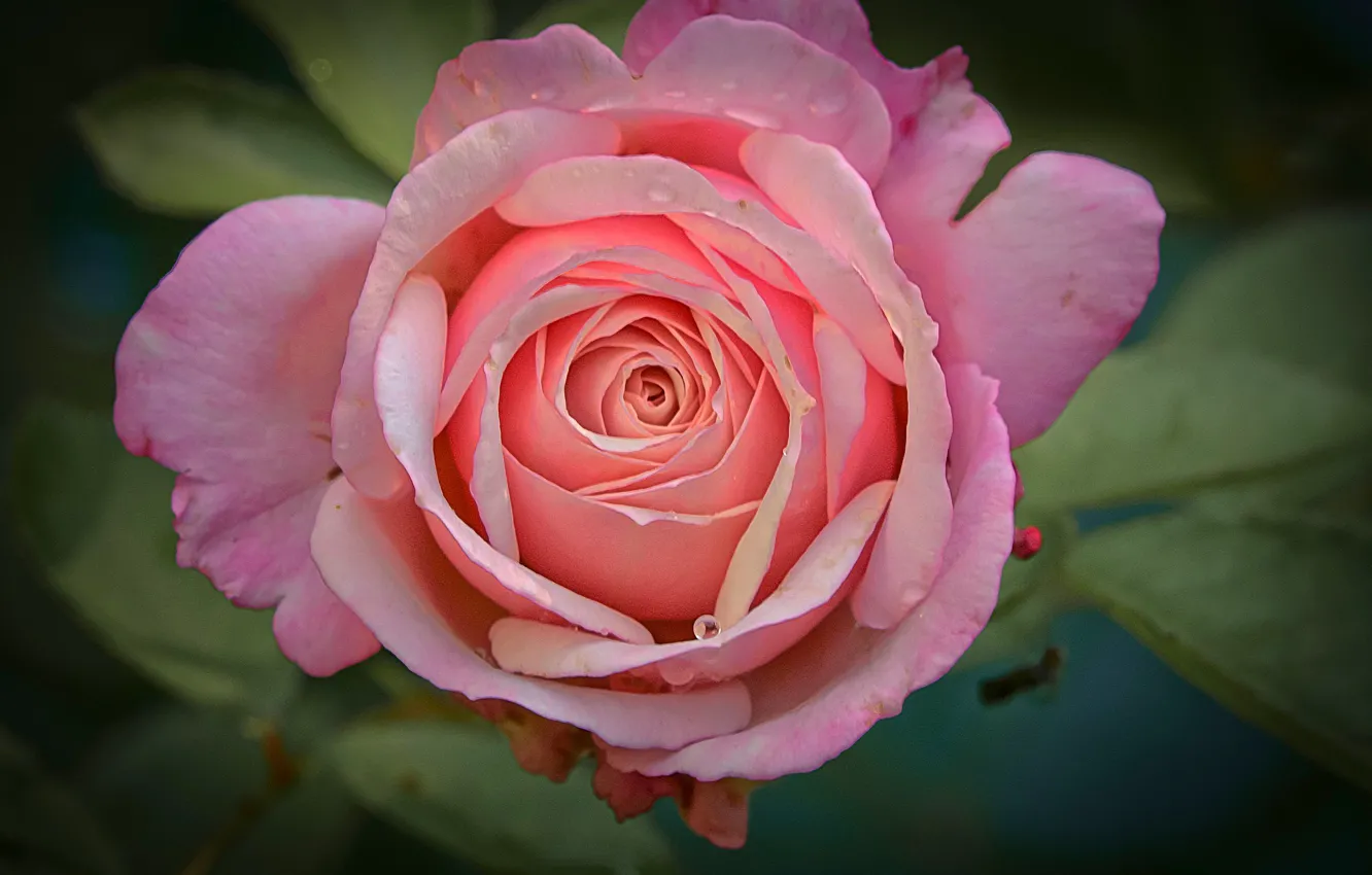 Фото обои макро, розовый, роза