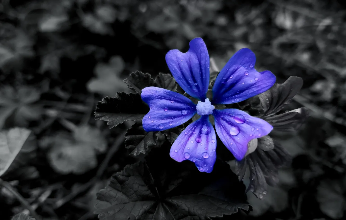 Фото обои макро, цветы, природа, flower, macro, black & blue