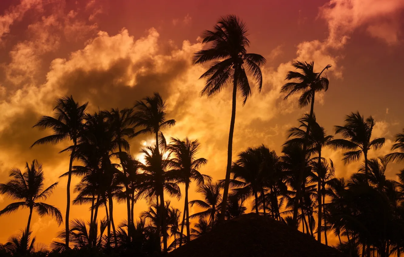 Фото обои тропики, пальмы, вечер