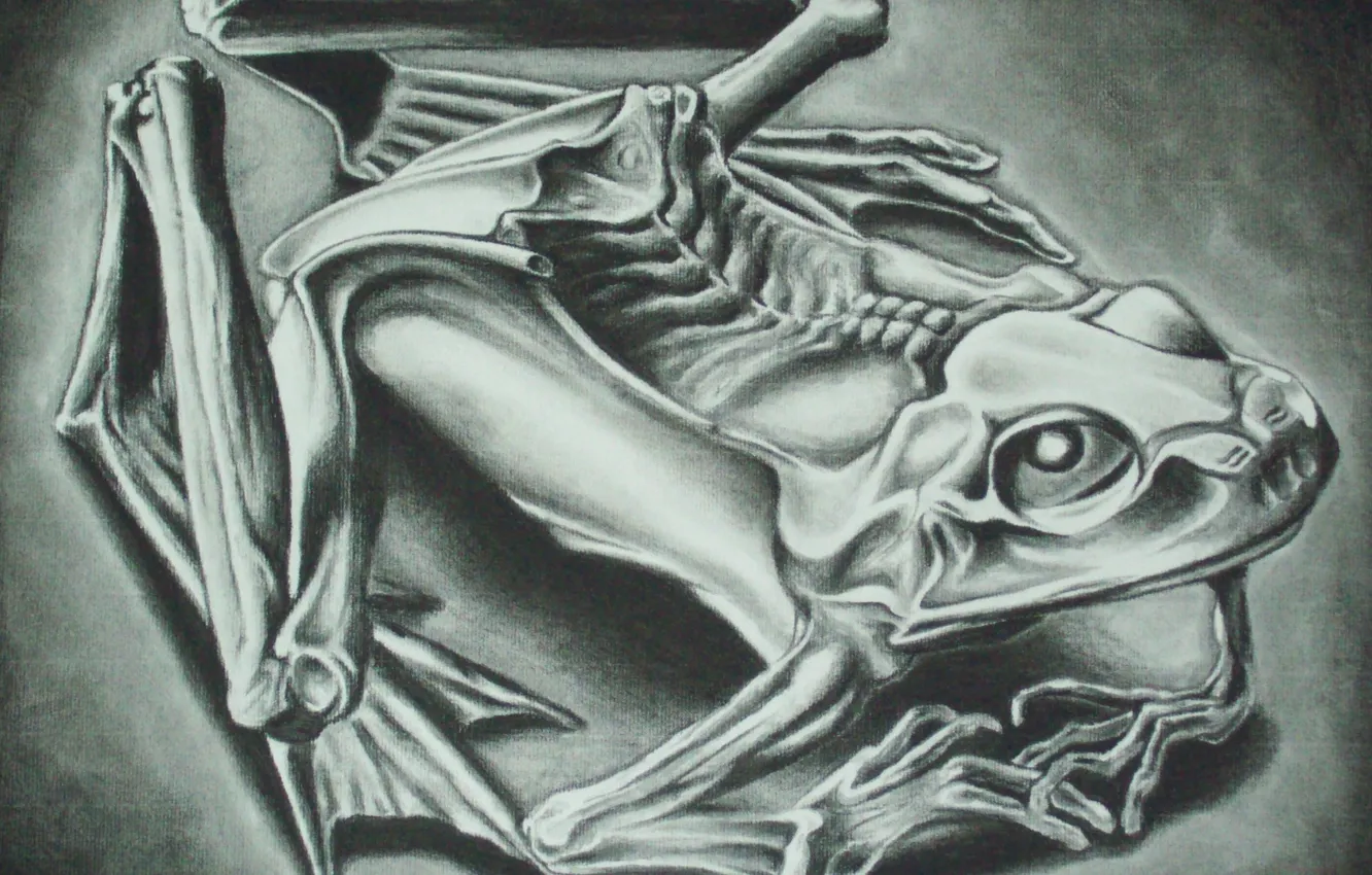 Фото обои 1946, Mumified Frog, Maurits Cornelis Escher