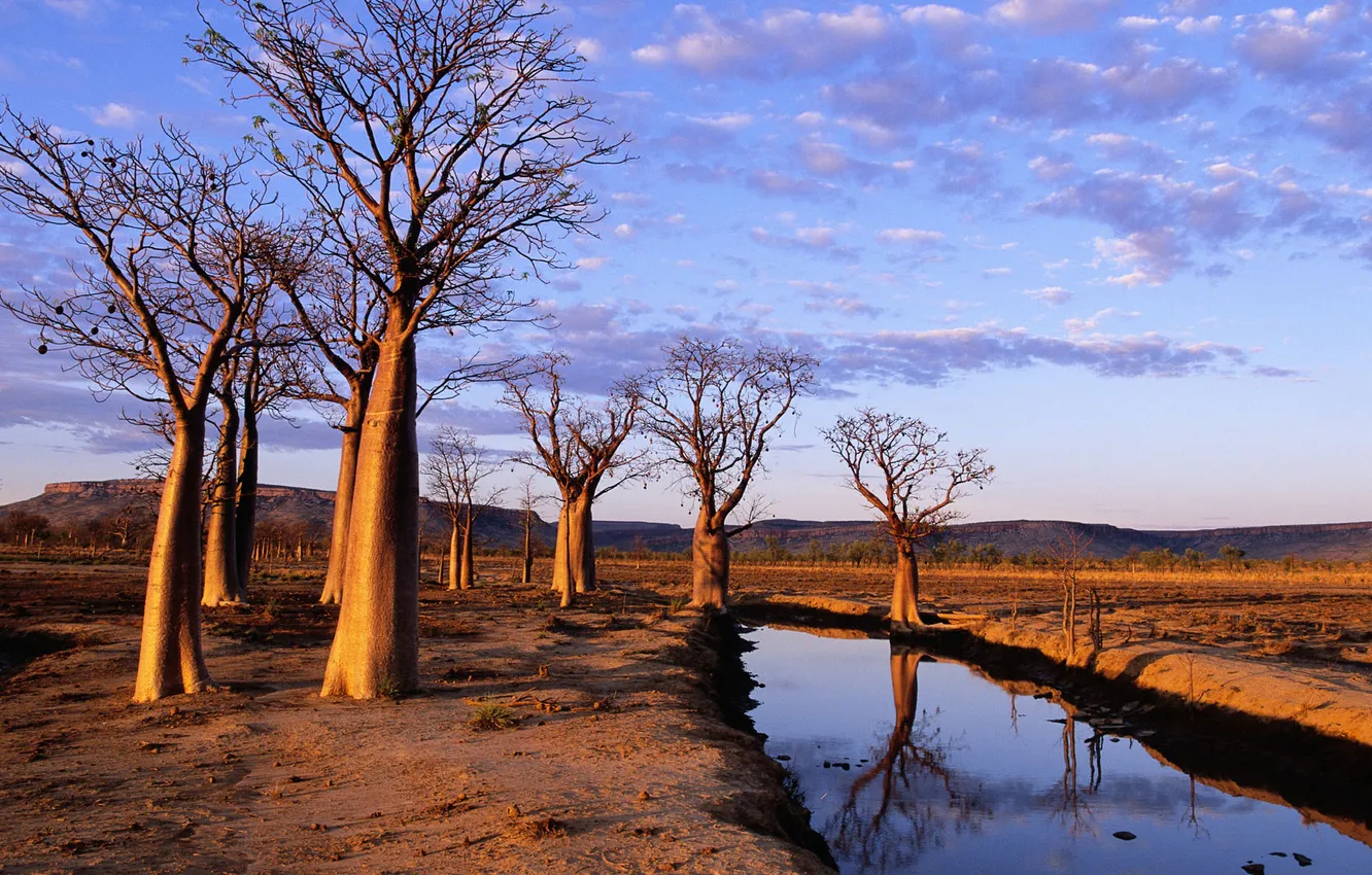 Фото обои Australia, on Kimberley Plateau, Boab Trees