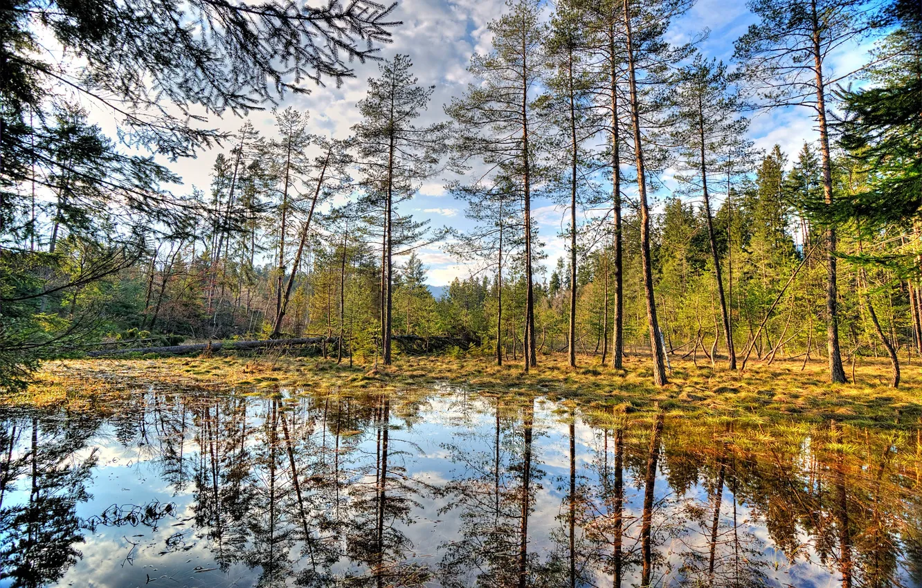 Фото обои осень, лес, небо, вода, облака, деревья