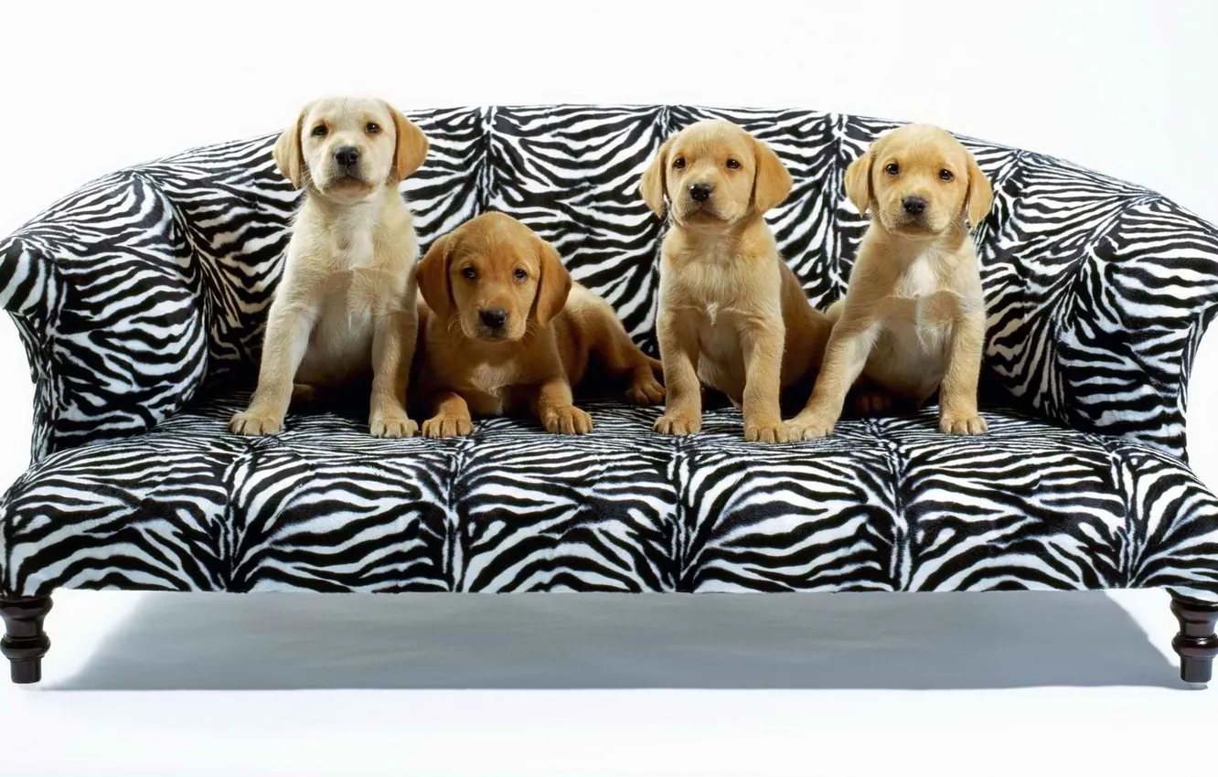 Фото обои диван, четверо, Собаки