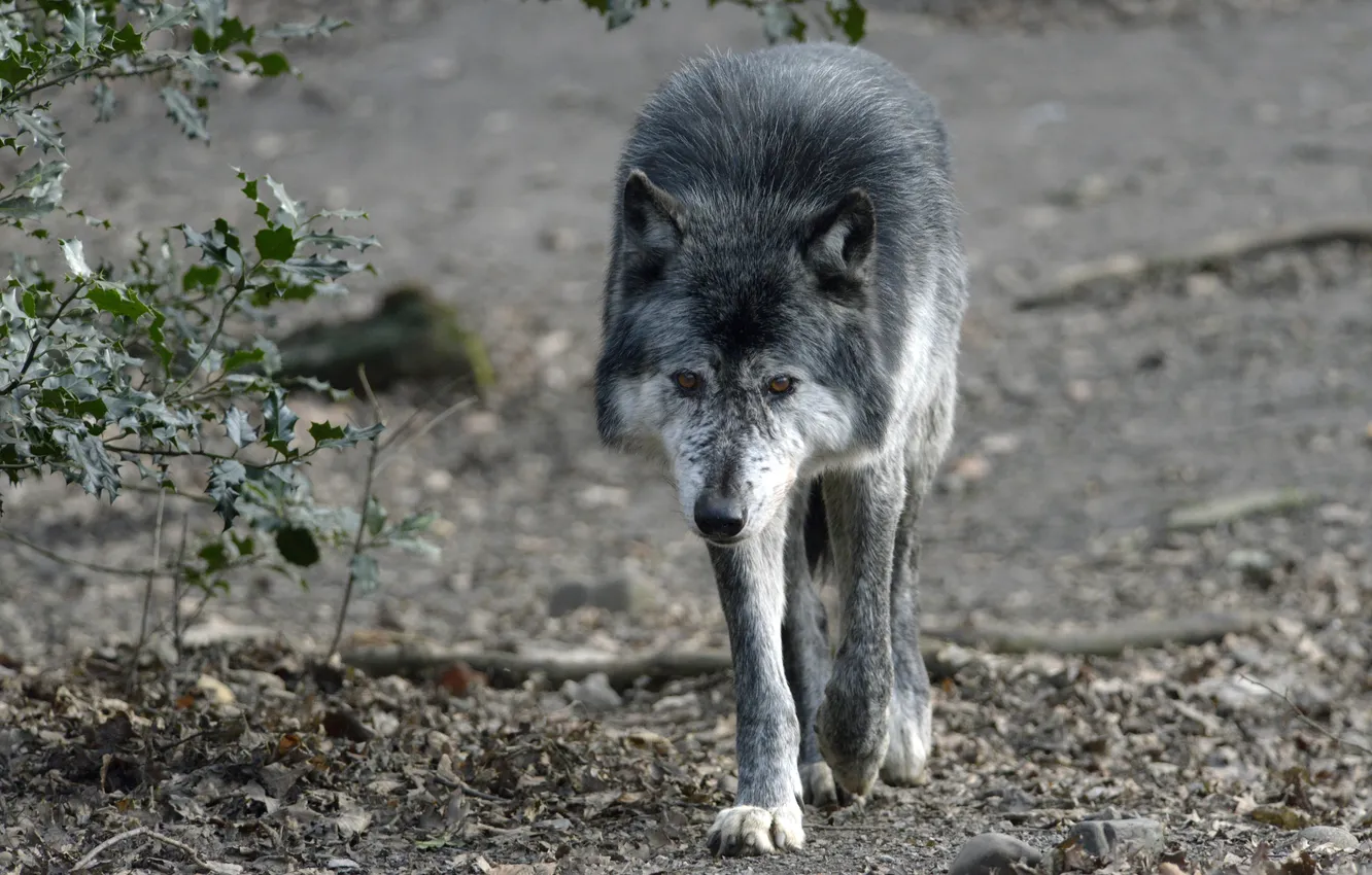 Фото обои серый, волк, хищник