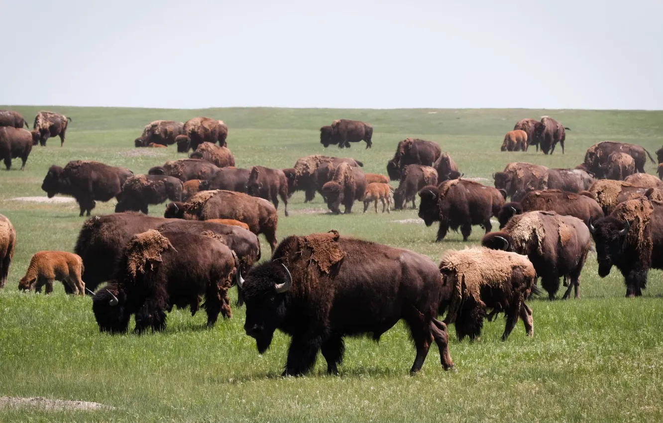 Фото обои animal, wild, bison, hurd
