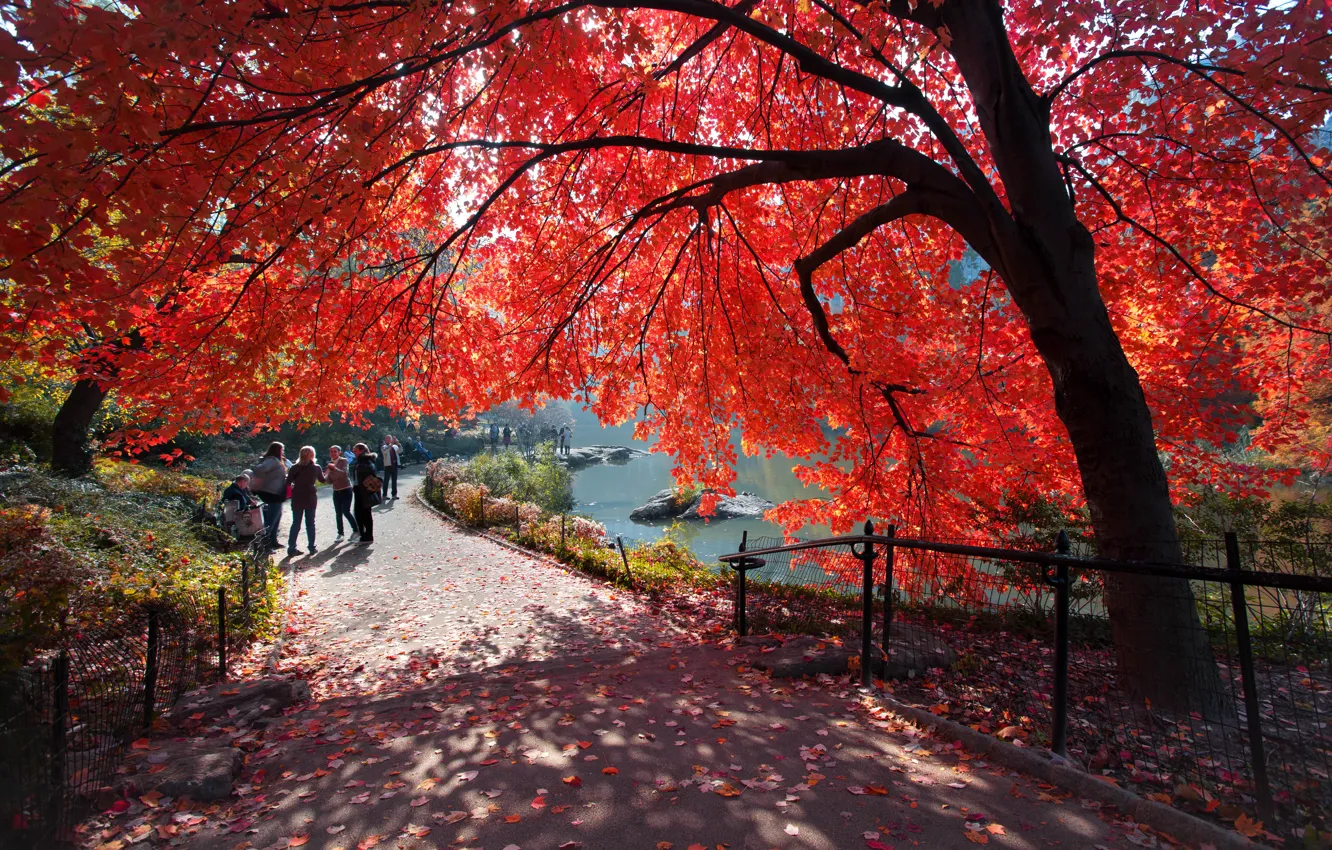 Фото обои USA, New York, New York City, autumn, people, america, manhattan, central park
