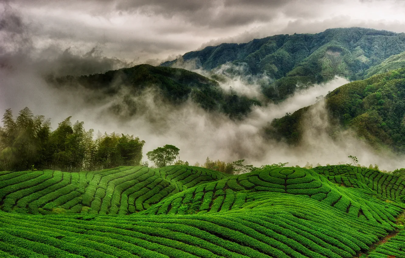 Фото обои облака, горы, туман, холмы, поля, чайные плантации